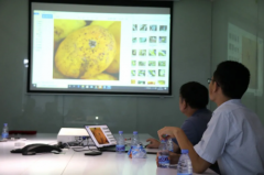 产期调控使火龙果提前15